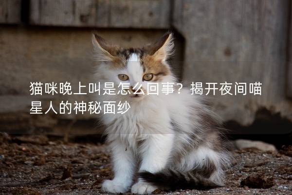 猫咪晚上叫是怎么回事？揭开夜间喵星人的神秘面纱