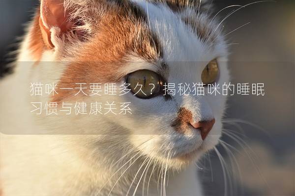 猫咪一天要睡多久？揭秘猫咪的睡眠习惯与健康关系