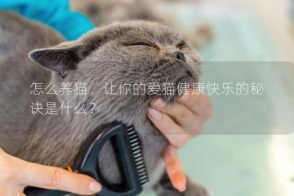 怎么养猫，让你的爱猫健康快乐的秘诀是什么？