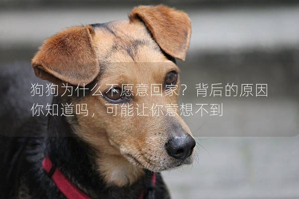 狗狗为什么不愿意回家？背后的原因你知道吗，可能让你意想不到