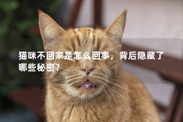 猫咪不回家是怎么回事，背后隐藏了哪些秘密？