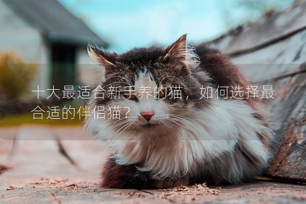 十大最适合新手养的猫，如何选择最合适的伴侣猫？