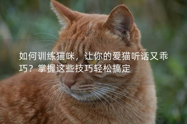 如何训练猫咪，让你的爱猫听话又乖巧？掌握这些技巧轻松搞定