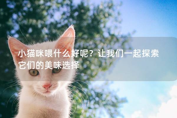 小猫咪喂什么好呢？让我们一起探索它们的美味选择