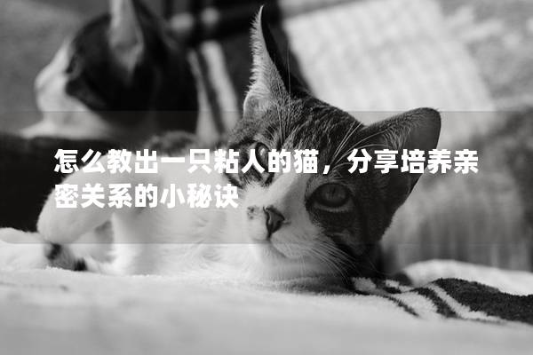 怎么教出一只粘人的猫，分享培养亲密关系的小秘诀