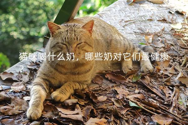 猫咪喝什么奶，哪些奶对它们最健康？