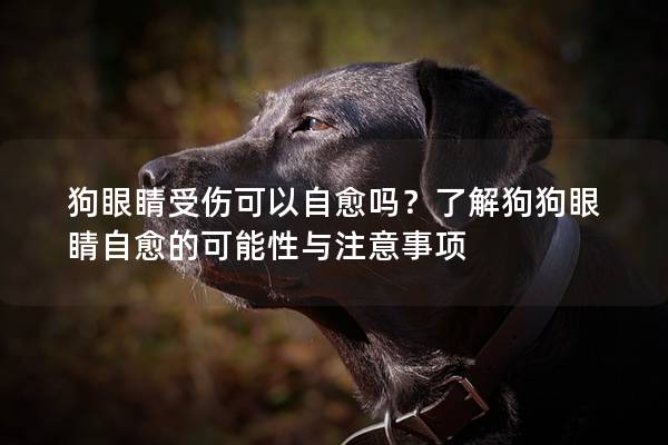 狗眼睛受伤可以自愈吗？了解狗狗眼睛自愈的可能性与注意事项