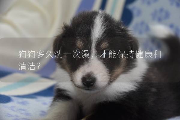 狗狗多久洗一次澡，才能保持健康和清洁？