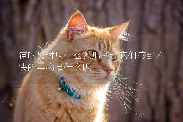 猫咪最讨厌什么？那些让它们感到不快的事物是什么呢