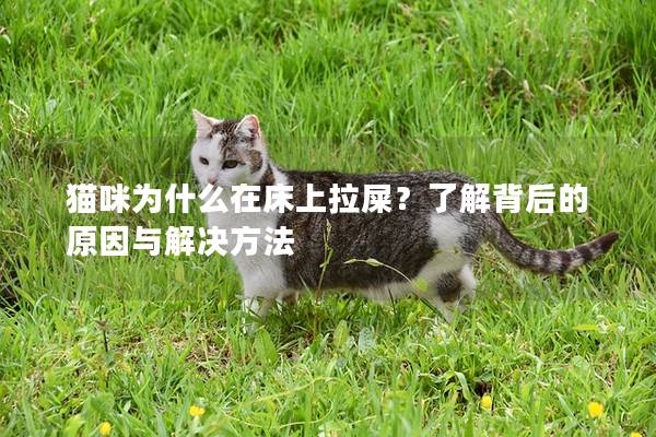 猫咪为什么在床上拉屎？了解背后的原因与解决方法