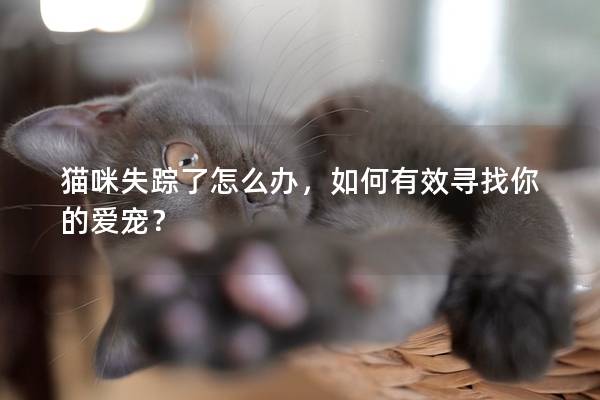 猫咪失踪了怎么办，如何有效寻找你的爱宠？