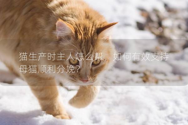 猫生产时主人怎么帮，如何有效支持母猫顺利分娩？