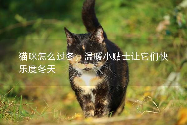 猫咪怎么过冬，温暖小贴士让它们快乐度冬天