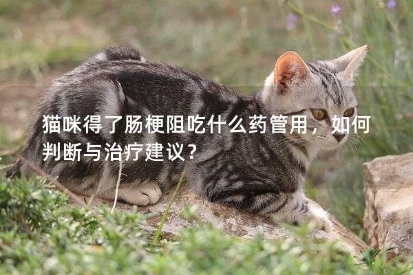 猫咪得了肠梗阻吃什么药管用，如何判断与治疗建议？