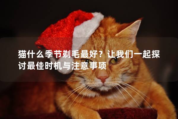 猫什么季节剃毛最好？让我们一起探讨最佳时机与注意事项