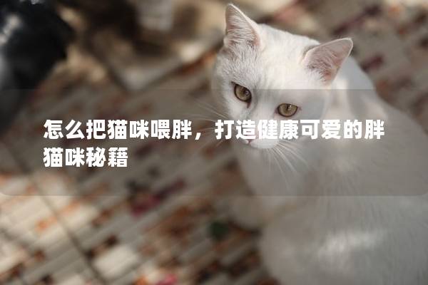 怎么把猫咪喂胖，打造健康可爱的胖猫咪秘籍