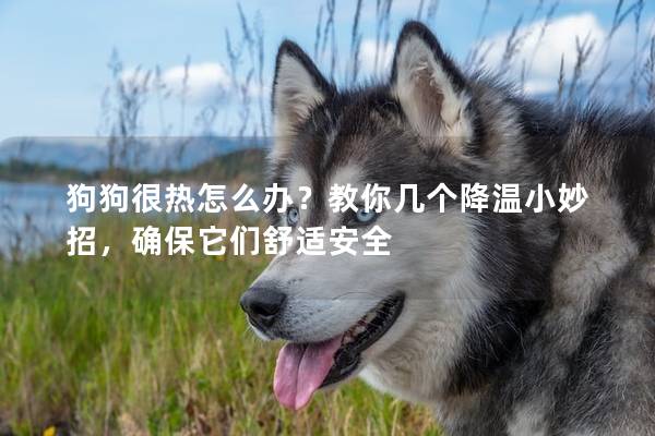 狗狗很热怎么办？教你几个降温小妙招，确保它们舒适安全