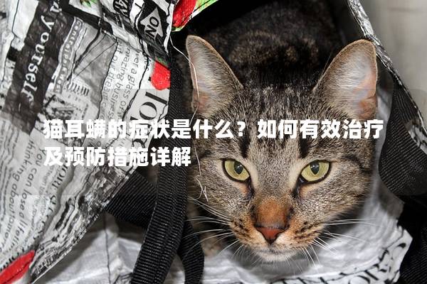 猫耳螨的症状是什么？如何有效治疗及预防措施详解