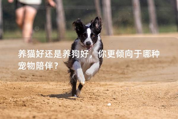 养猫好还是养狗好，你更倾向于哪种宠物陪伴？