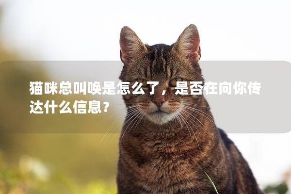 猫咪总叫唤是怎么了，是否在向你传达什么信息？