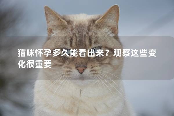 猫咪怀孕多久能看出来？观察这些变化很重要