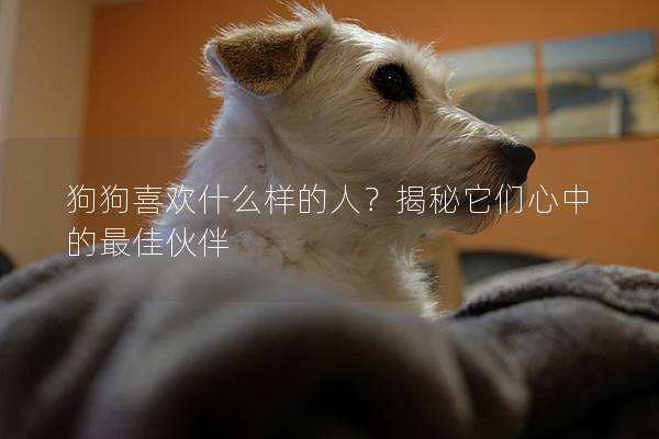 狗狗喜欢什么样的人？揭秘它们心中的最佳伙伴