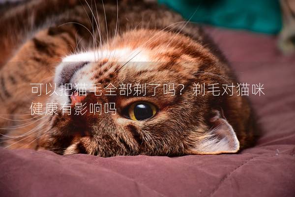 可以把猫毛全部剃了吗？剃毛对猫咪健康有影响吗