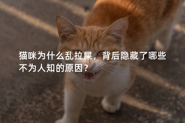 猫咪为什么乱拉屎，背后隐藏了哪些不为人知的原因？