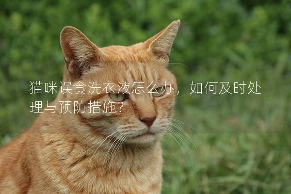 猫咪误食洗衣液怎么办，如何及时处理与预防措施？