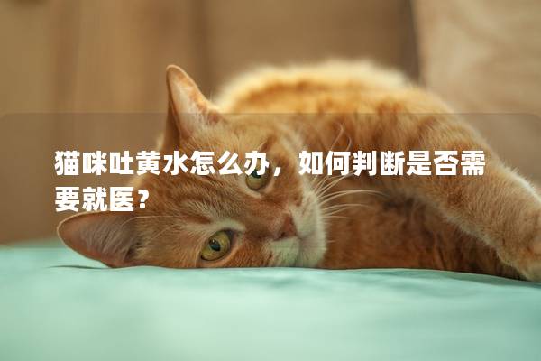 猫咪吐黄水怎么办，如何判断是否需要就医？