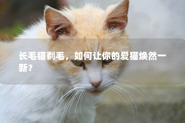 长毛猫剃毛，如何让你的爱猫焕然一新？