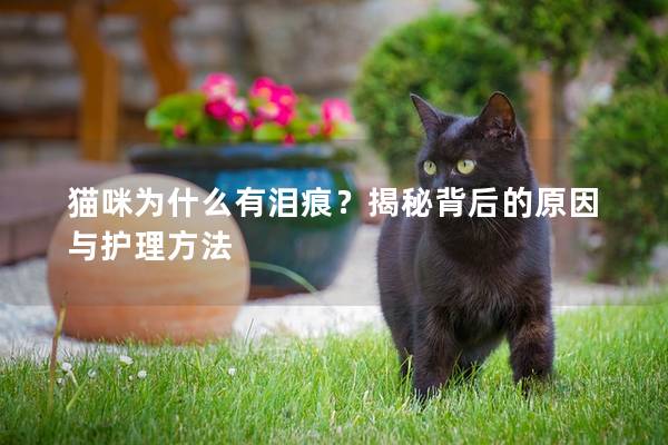 猫咪为什么有泪痕？揭秘背后的原因与护理方法