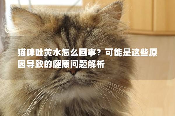 猫咪吐黄水怎么回事？可能是这些原因导致的健康问题解析