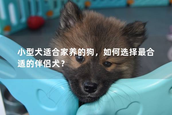 小型犬适合家养的狗，如何选择最合适的伴侣犬？