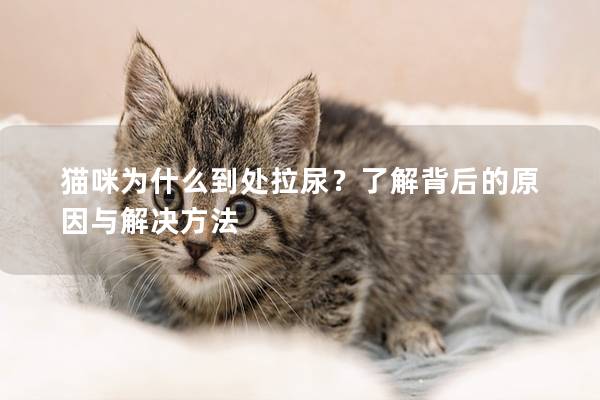 猫咪为什么到处拉尿？了解背后的原因与解决方法