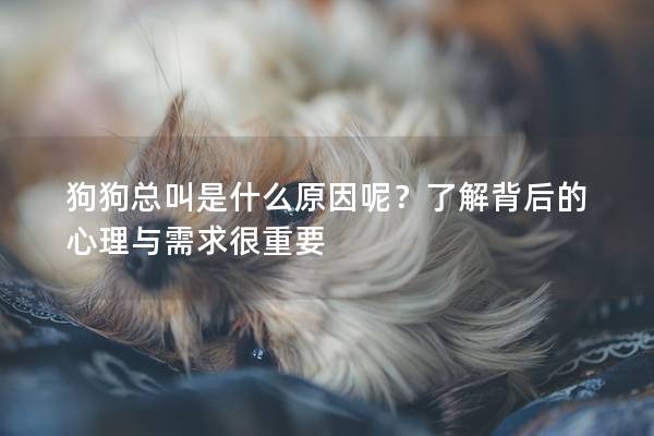 狗狗总叫是什么原因呢？了解背后的心理与需求很重要