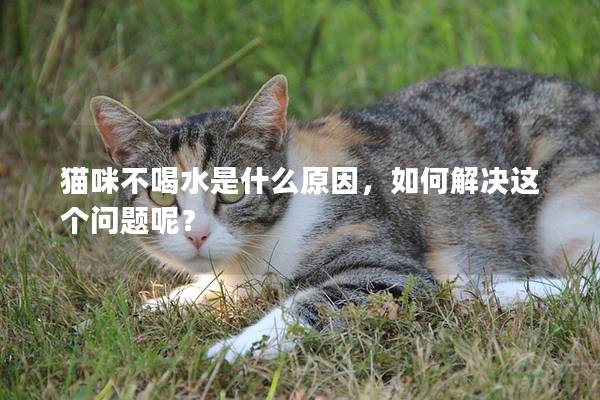 猫咪不喝水是什么原因，如何解决这个问题呢？