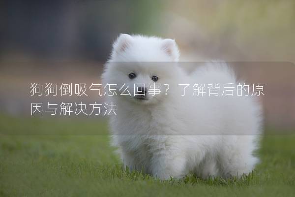 狗狗倒吸气怎么回事？了解背后的原因与解决方法