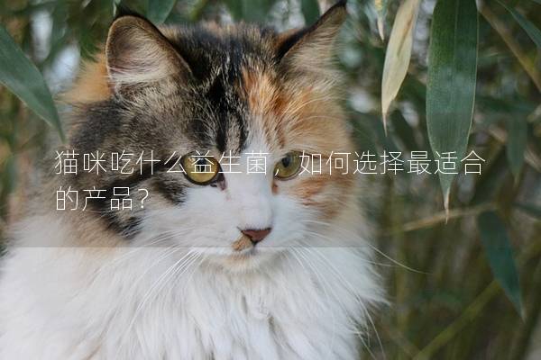 猫咪吃什么益生菌，如何选择最适合的产品？