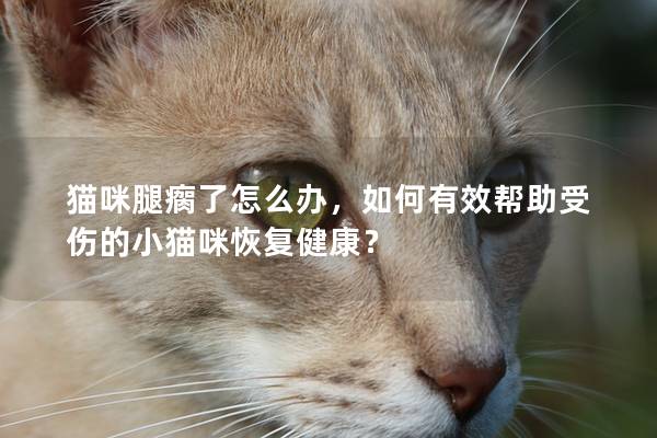 猫咪腿瘸了怎么办，如何有效帮助受伤的小猫咪恢复健康？