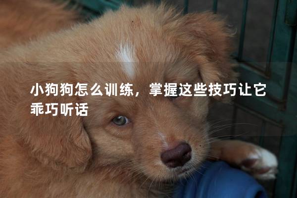 小狗狗怎么训练，掌握这些技巧让它乖巧听话