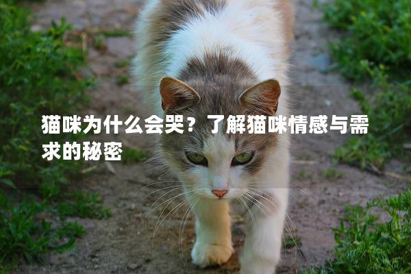 猫咪为什么会哭？了解猫咪情感与需求的秘密