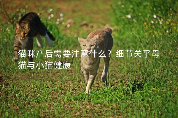 猫咪产后需要注意什么？细节关乎母猫与小猫健康