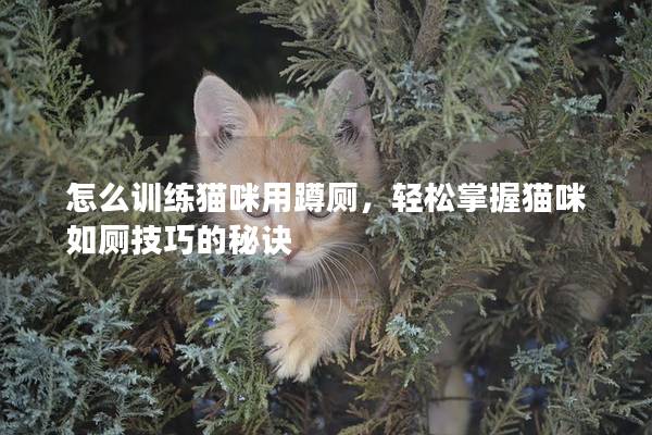 怎么训练猫咪用蹲厕，轻松掌握猫咪如厕技巧的秘诀