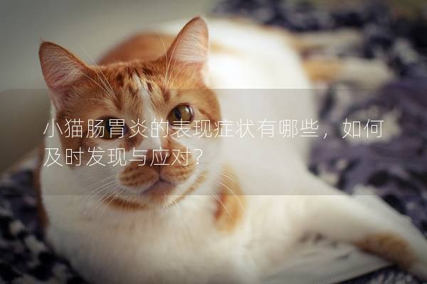 小猫肠胃炎的表现症状有哪些，如何及时发现与应对？