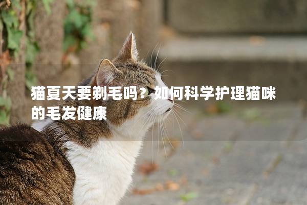 猫夏天要剃毛吗？如何科学护理猫咪的毛发健康