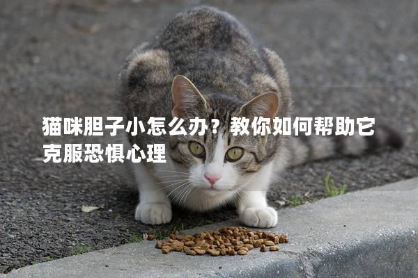 猫咪胆子小怎么办？教你如何帮助它克服恐惧心理