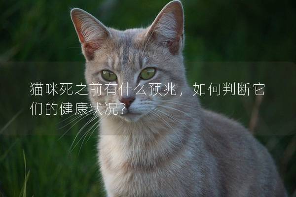 猫咪死之前有什么预兆，如何判断它们的健康状况？