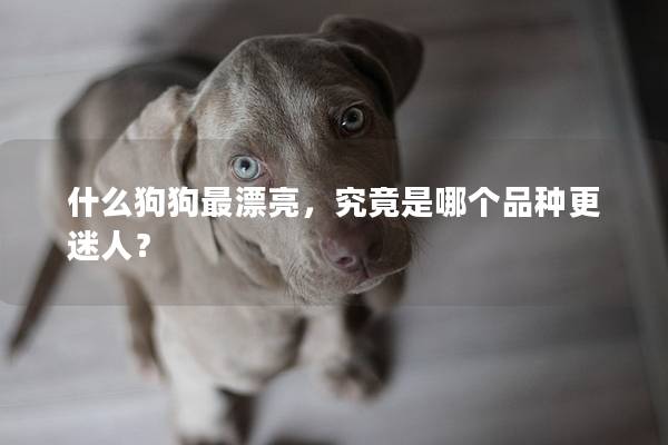 什么狗狗最漂亮，究竟是哪个品种更迷人？