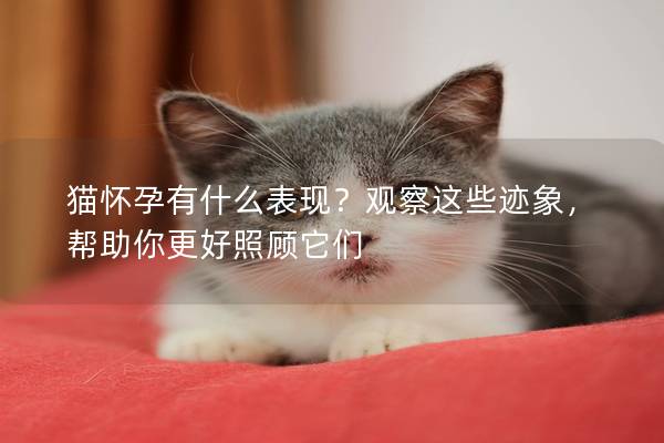 猫怀孕有什么表现？观察这些迹象，帮助你更好照顾它们